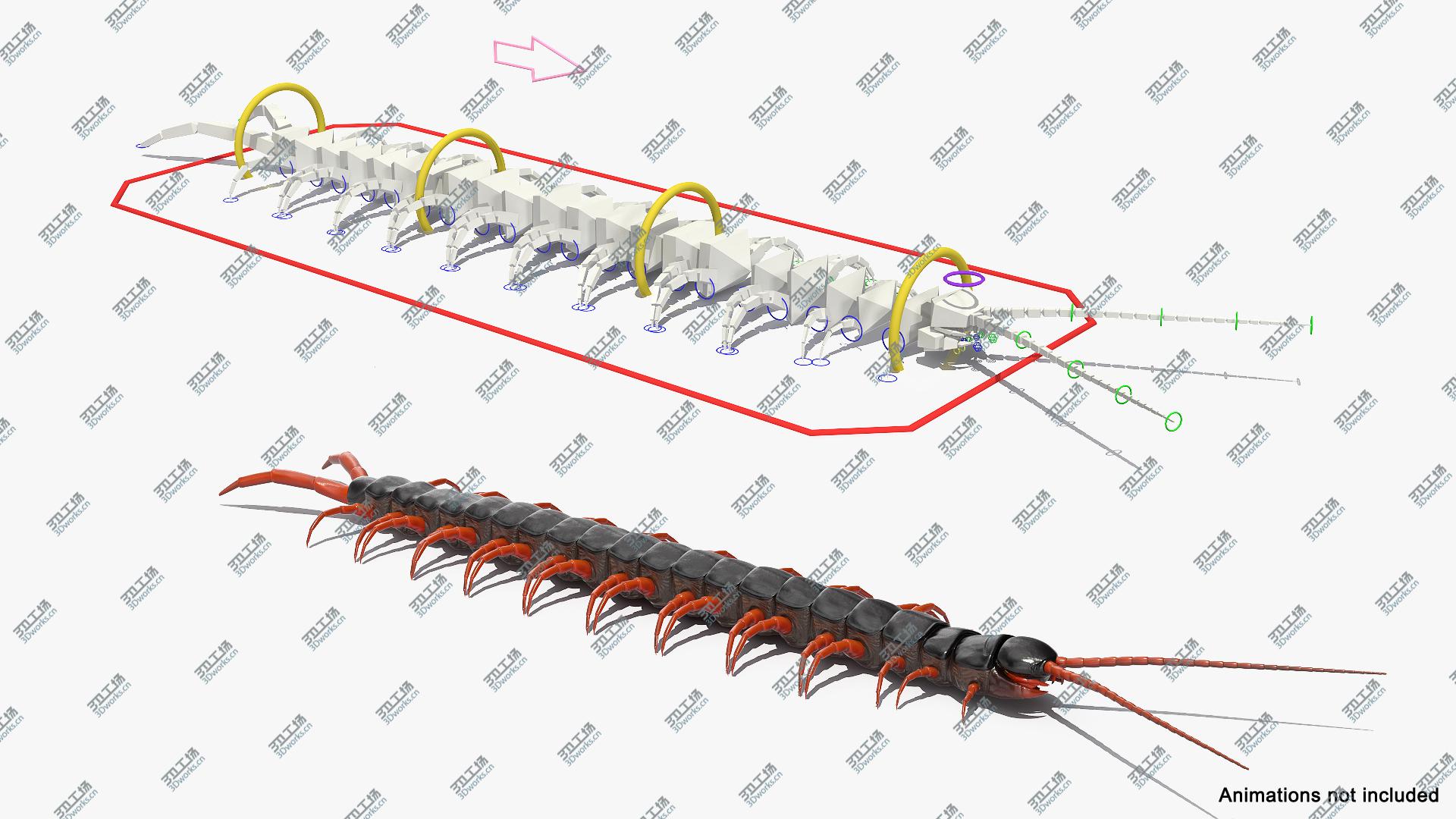 images/goods_img/2021040232/3D Scolopendra Subspinipes Rigged/3.jpg